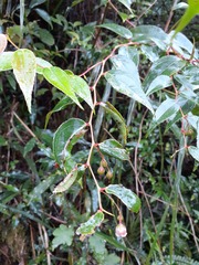Gaultheria leucocarpa