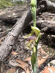 Calochilus therophilus