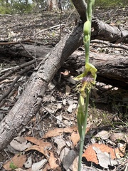 Calochilus therophilus