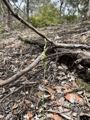 Calochilus therophilus