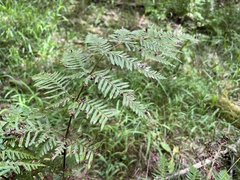 Pteris tremula