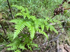 Pteris tremula