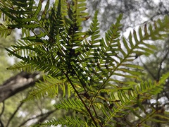 Pteris tremula