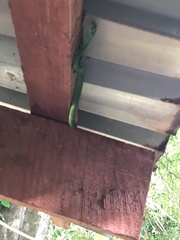 Philothamnus punctatus