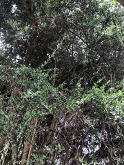 Balanites aegyptiaca