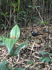 Pterorhinus chinensis