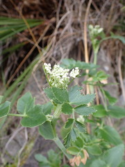 Gingidia montana