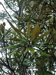 Rhododendron formosanum