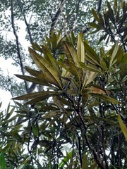 Rhododendron formosanum
