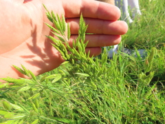 Bromus hordeaceus