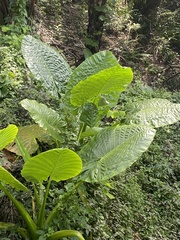 Alocasia