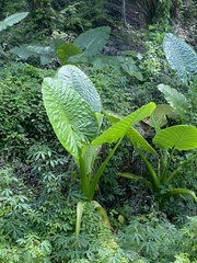 Alocasia