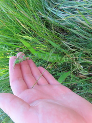 Cruciata pedemontana
