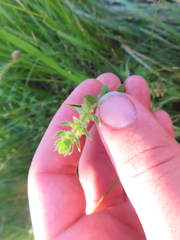 Cruciata pedemontana