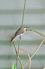 Acanthorhynchus superciliosus
