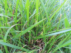 Conocephalus fasciatus
