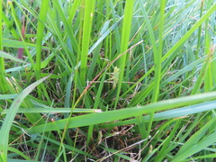 Conocephalus fasciatus