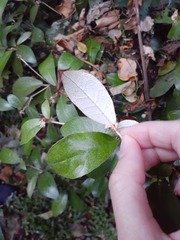 Croton cascarilloides