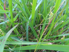 Conocephalus fasciatus