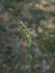 Carex pallidula