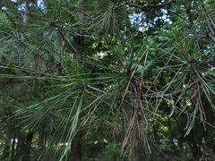 Pinus taeda