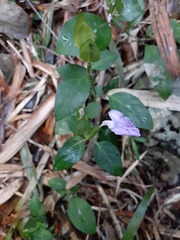 Dicliptera tinctoria