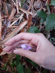 Dicliptera tinctoria