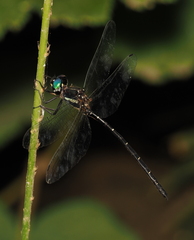 Eusynthemis nigra
