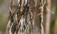 Synthemis eustalacta