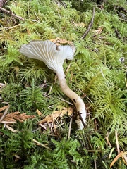 Ampulloclitocybe