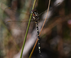 Synthemis eustalacta
