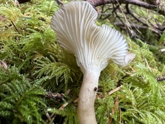 Ampulloclitocybe