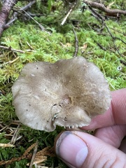 Ampulloclitocybe