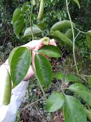 Neoalsomitra clavigera