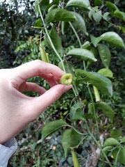 Neoalsomitra clavigera