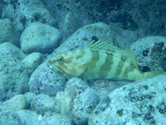 Epinephelus