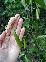 Neoalsomitra clavigera