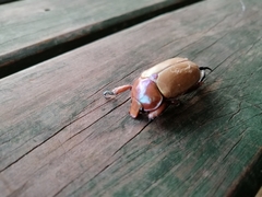 Anoplognathus montanus