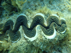 Tridacninae