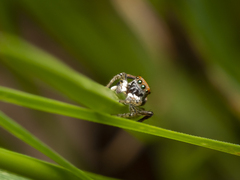 Maratus pavonis