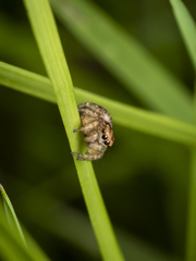 Maratus pavonis