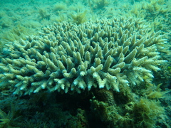 Acroporidae