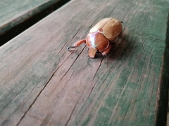 Anoplognathus montanus