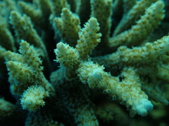 Acroporidae