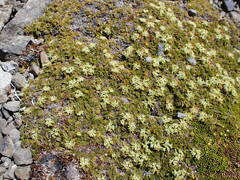 Anisotome imbricata
