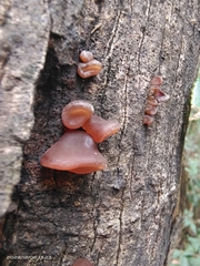 Auricularia auricula-judae
