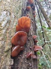 Auricularia auricula-judae
