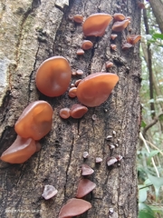Auricularia auricula-judae