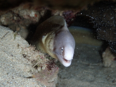 Gymnothorax thyrsoideus