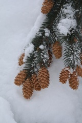 Picea glauca × engelmannii